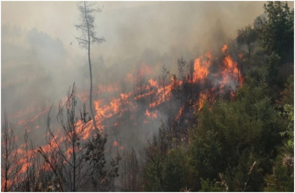 Թուրքիայում անտառային հրդեհների հետևանքով 10 մարդ է զnhվել